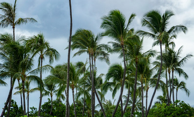 Fototapeta premium Palm Trees 8