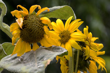 Naklejka premium Sunflower in Spring