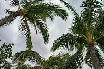 Fototapeta na wymiar Palms 4
