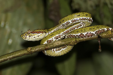 Close Up Profile Green Eyelash Pit Viper Snake with Mosquito on Nose