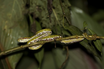 Green Eyelash Pit Viper Snake with Mosquito on Nose in Jungle