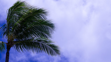Fototapeta na wymiar Palm Tree 1