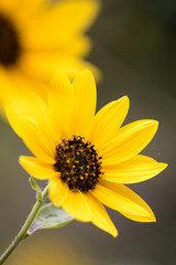 Sunflower in Spring