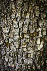Tree bark texture background.