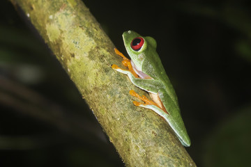 Close Up Profile Red Eyed Tree Frog at Night