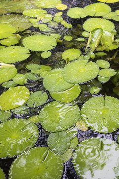 Vertical Image Pond Covered in Lily Pads