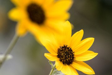 Sunflower in Spring
