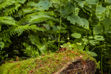 close up of a mossy log