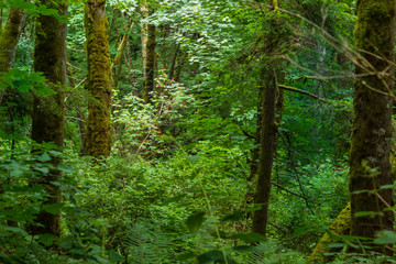 red flowered tree through dence forest