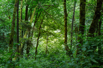 bright sunlight through forest