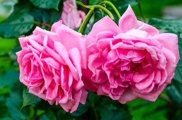 Rose with droplets of water after rain