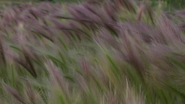 Foxtail Grass Blowing in wind