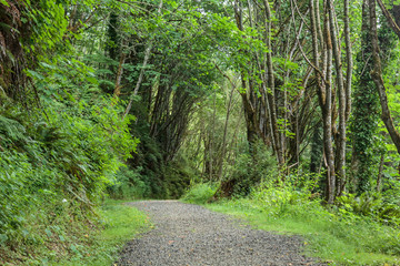 Fototapeta na wymiar gravel path through a forest