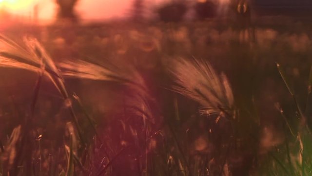 Foxtail Grass Blowing in wind at Sunset