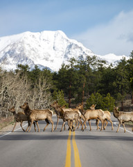 Elk Crossing - Rocky Mountain National Park 1