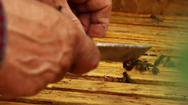 Beekeeper fitting in a wooden peice of a bee frame with bees around, close up shot