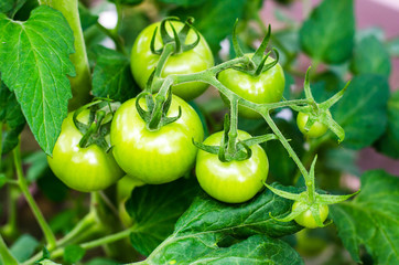 Green tomatoes on bush