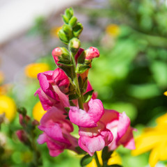 Snapdragon