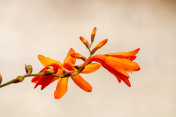 Fototapeta na wymiar Bright orange flowers