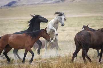Obraz na płótnie Canvas Great Basin Wild Horses.