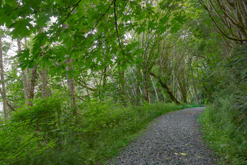 Fototapeta na wymiar maintained path through forest