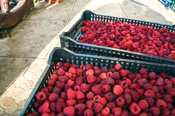 Freshly picked raspberries in crates and glasses on multi-colored backgrounds