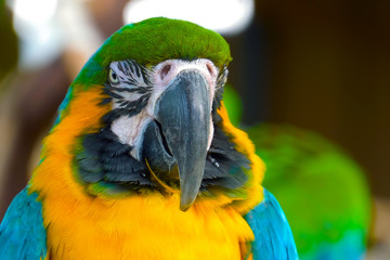 Close up Blue and gold macaw parrot head. Exotic colorful African macaw parrot, beautiful close up on bird face over natural green blurred soft background.