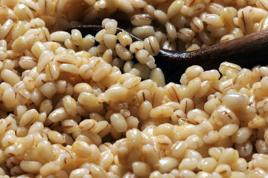 Hordeum vulgare