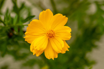 Bright yellow flower