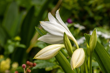 White lilies