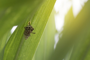 Wasp building a nest under sugarcane leaf in farm.