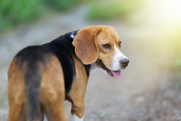 Portrait of a beagle dog  outdoor on sunny day.