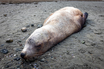 Sleeping sea lion on sandy beach