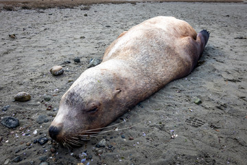 Naklejka premium Sleeping sea lion on sandy beach