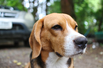 Beagle dog sits on the yard outdoor ,some mosquito bite on his face.