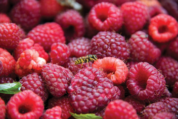 Freshly picked raspberries in crates and glasses on multicolored backgrounds with bees