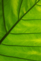 Fototapeta na wymiar Green leaf close up and good color.