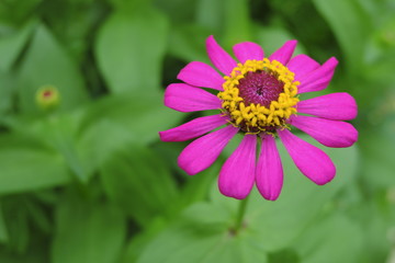 Obraz premium Purple blooming yellow flowers, backdrop blurred with green leaves.