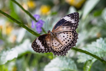 Butterfly 61