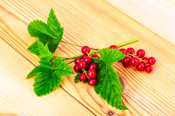 Red currant branch with berries and green leaves