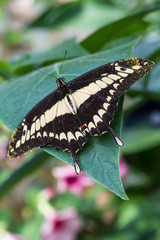 Fototapeta premium Butterfly 32