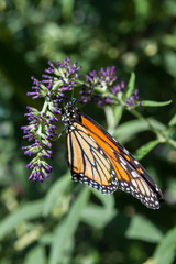 Butterfly 20