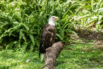 Bald eagle