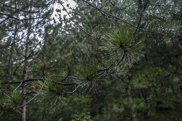 Pine needles 1