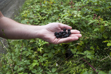 Blackberries