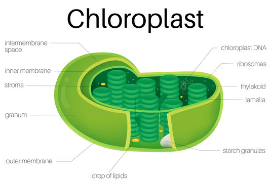 Illustration diagram of Chloroplast