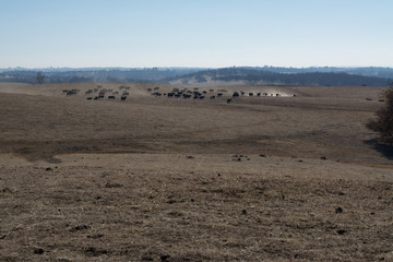 Pasturing cattle on spacious terrain in sunlight