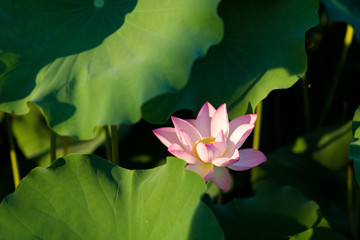 summer lotus flower
