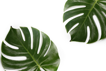 Fototapeta na wymiar Tropical Leaves. Green fresh split leaf philodendron. Isolated on white background. Top view flat lay.