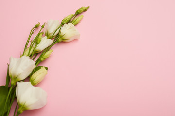 Branch of white blossoming eustoma on pink flatlay